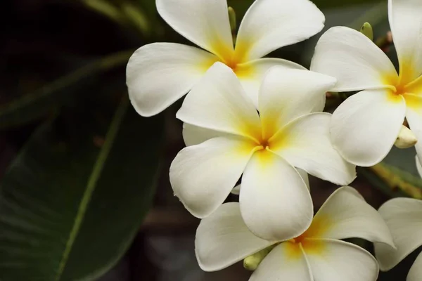 Fleurs tropicales frangipani blanc — Photo