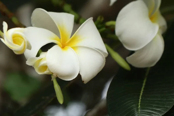 Tropikalne kwiaty biały frangipani — Zdjęcie stockowe