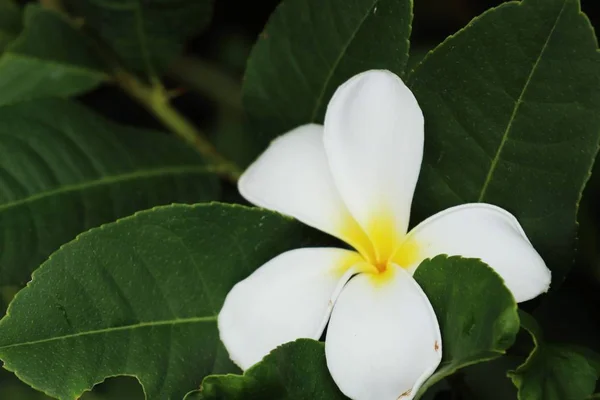 Frangipani tropické květiny bílé — Stock fotografie