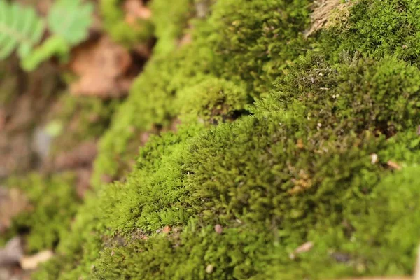 Groene mos in de natuur — Stockfoto