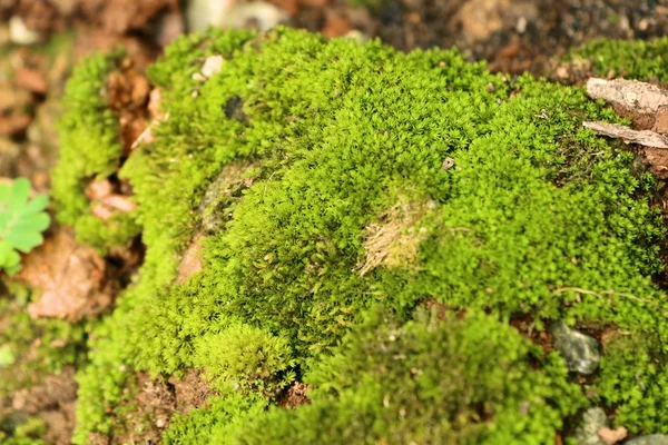 Green moss in nature — Stock Photo, Image