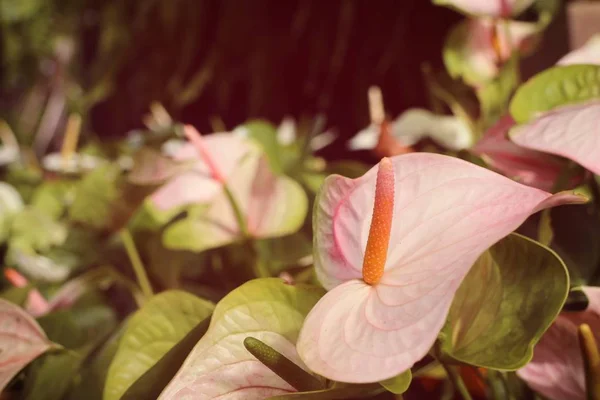 Flamingo blomma i naturen — Stockfoto