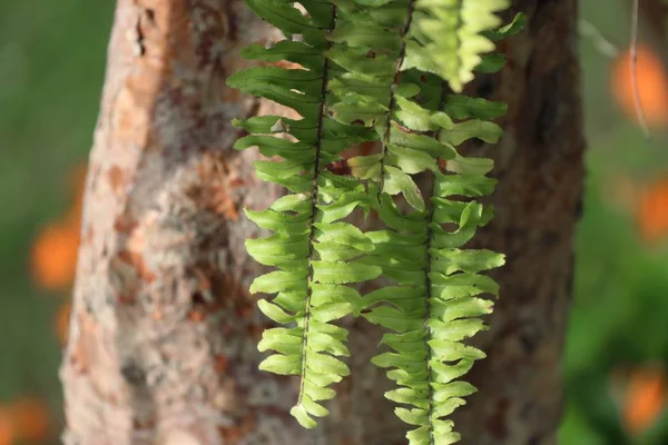 Gröna ormbunke i naturen — Stockfoto