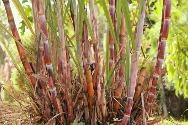 Suikerriet plant in de natuur — Stockfoto