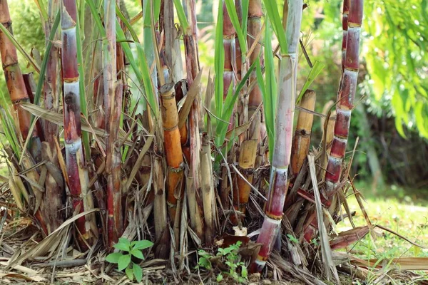 Suikerriet plant in de natuur — Stockfoto