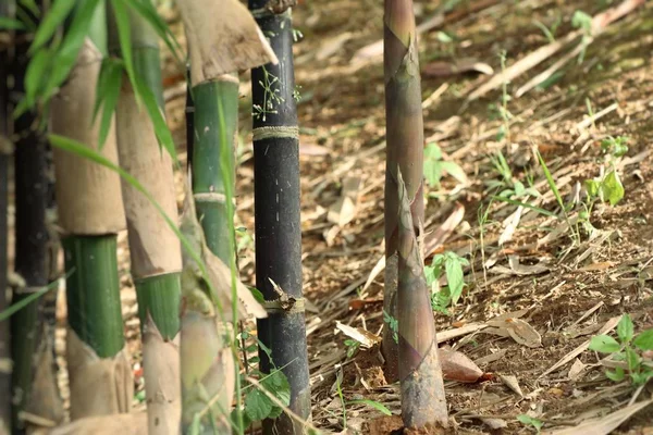 Bambu bitki doğa — Stok fotoğraf