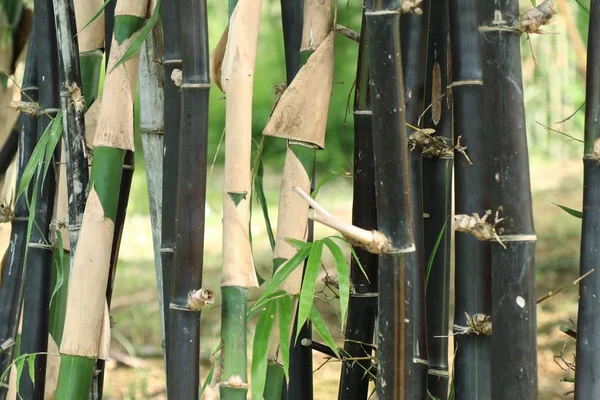 Bamboe plant in de natuur — Stockfoto