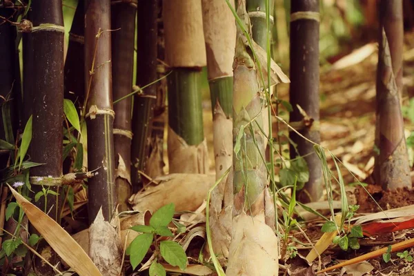 bamboo plant in nature