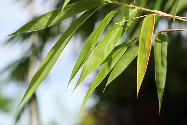 Planta de bambú en la naturaleza — Foto de Stock