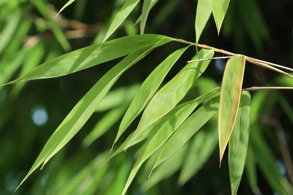 Бамбукова рослина в природі — стокове фото