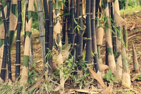 Bamboe plant in de natuur — Stockfoto