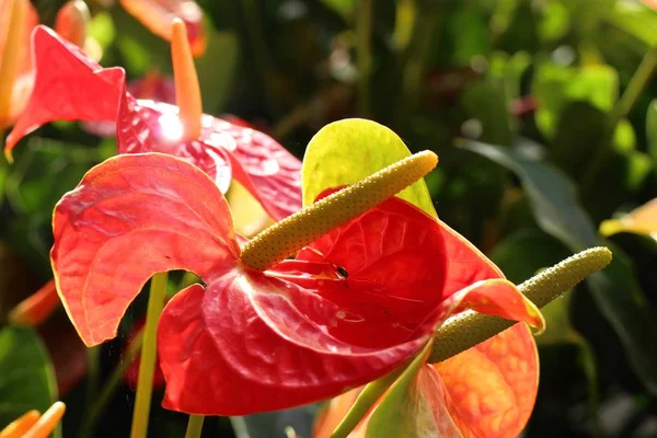 Flamingo bloem en schaduw — Stockfoto