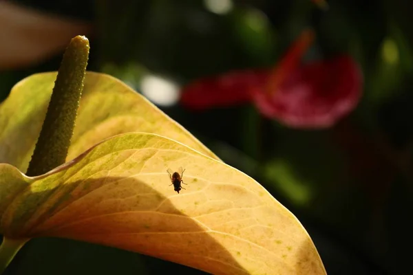 Flamingo Flower and shadow — Stock Photo, Image