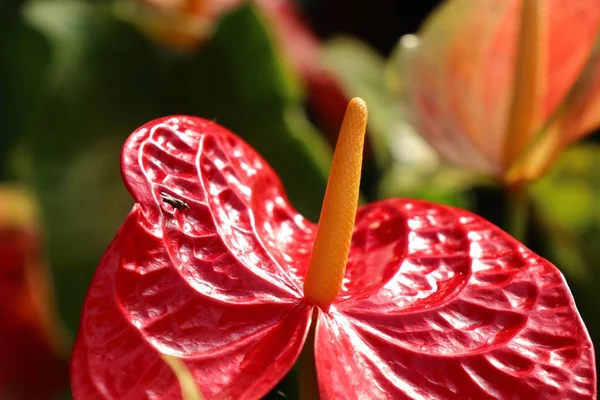 フラミンゴの花と影 — ストック写真