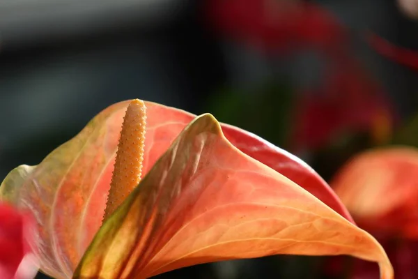 Flamingo blomma och skugga — Stockfoto