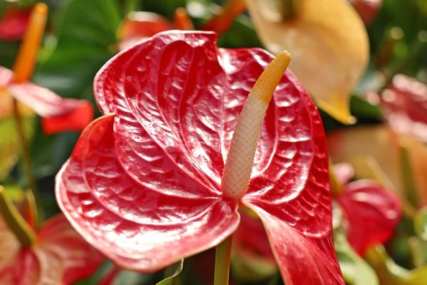 Flamingo bloem en schaduw — Stockfoto