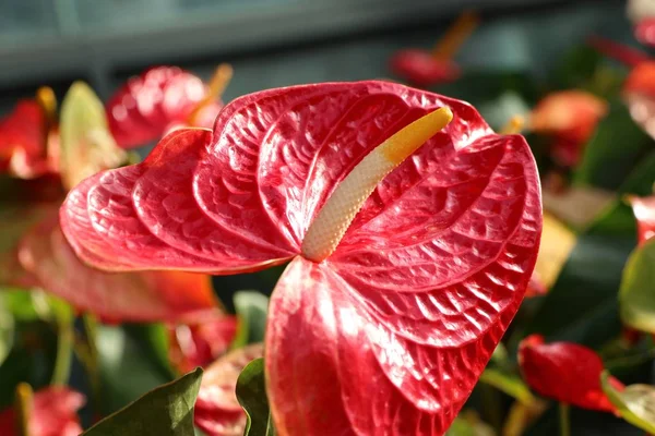 Flamingo Flower and shadow — Stock Photo, Image