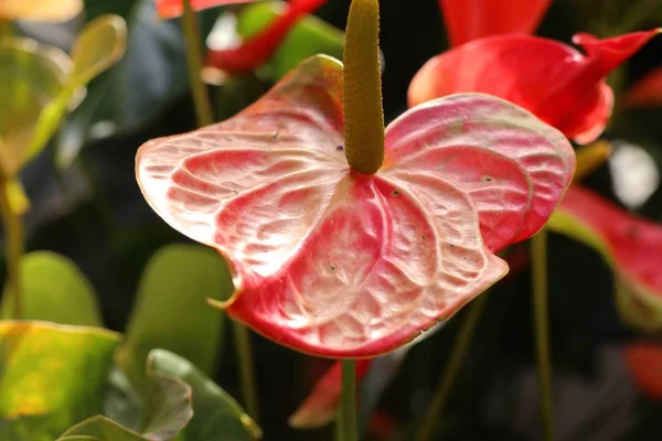 Flor y sombra del flamenco —  Fotos de Stock