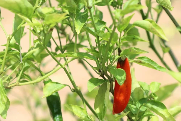 Chili pepper on the plant — Stock Photo, Image