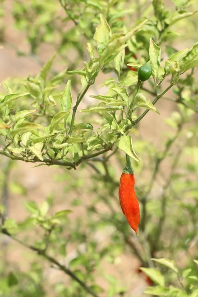 Chilipfeffer auf der Pflanze — Stockfoto