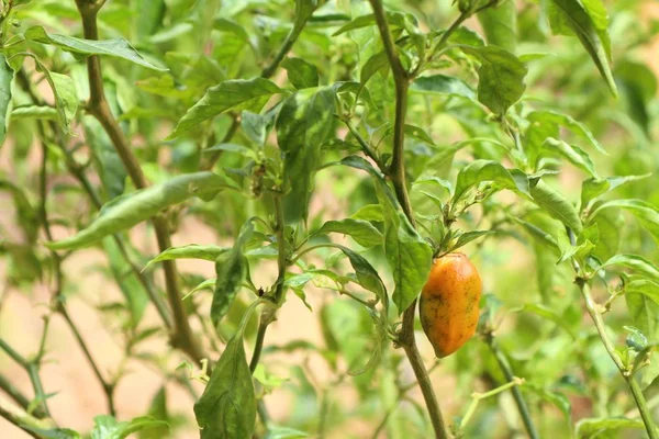 Poivrons du Brésil sur la plante — Photo