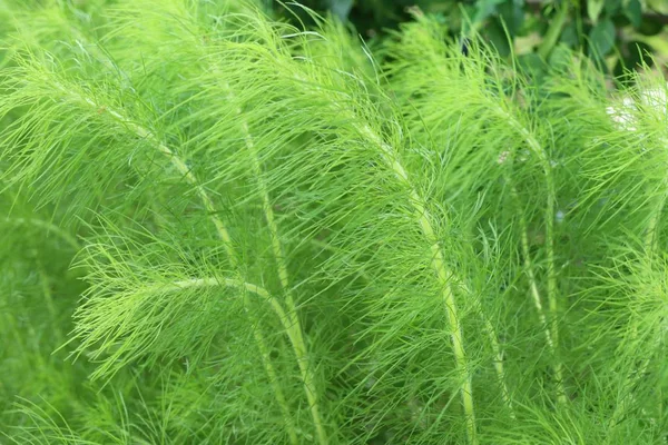 花园里的莳萝药草 — 图库照片