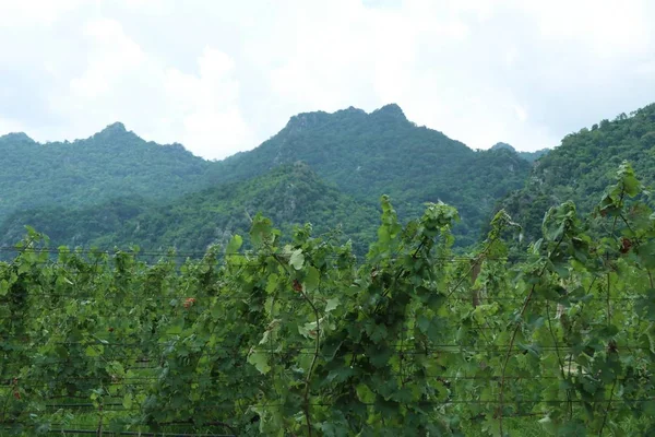 Frische Trauben im Weinberg — Stockfoto