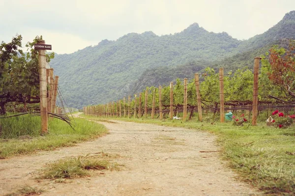 Strada nel vigneto — Foto Stock