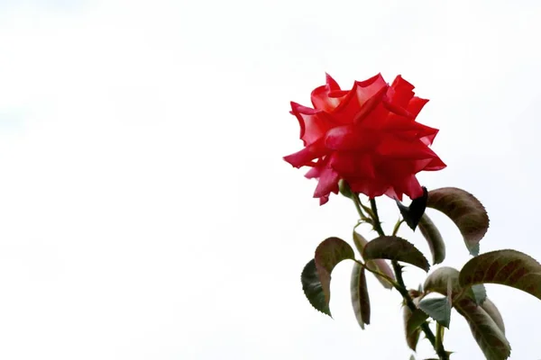 Rose in the nature — Stock Photo, Image