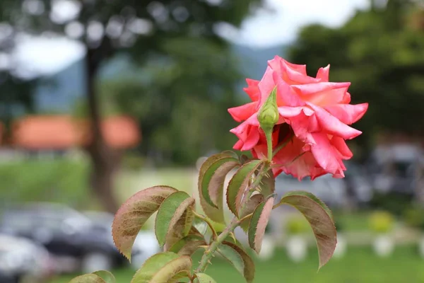 Rosa en la naturaleza — Foto de Stock