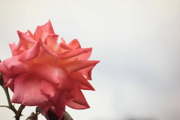 Rose in the nature — Stock Photo, Image