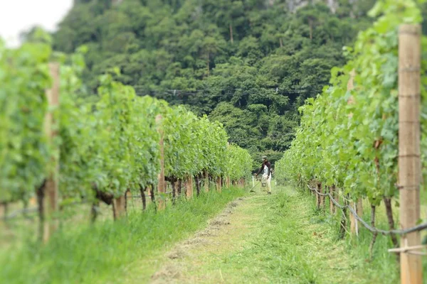 Worker mowing in  vineyards