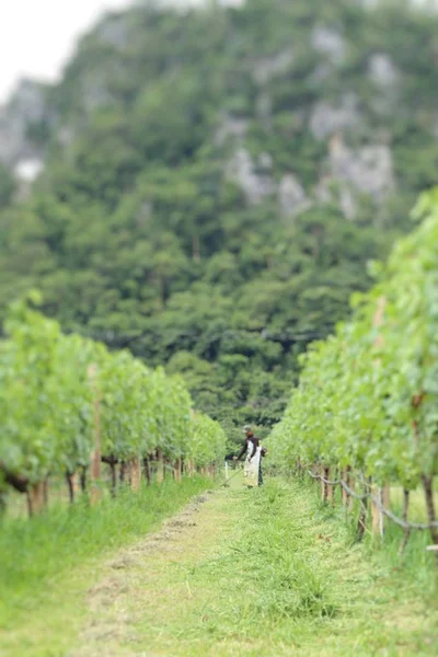 Worker mowing in  vineyards
