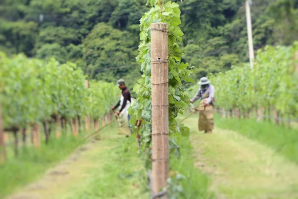 Kaszálás a szőlőben dolgozó — Stock Fotó