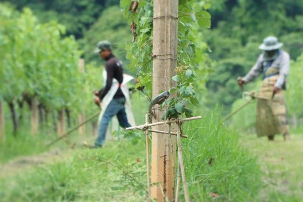 Werknemer maaien in wijngaarden — Stockfoto
