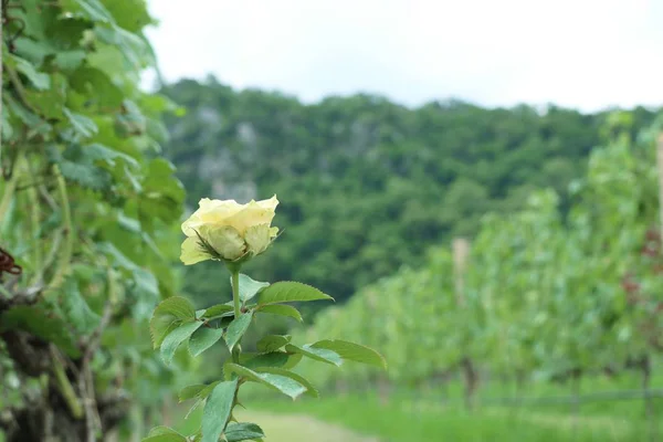 Rosa en la naturaleza — Foto de Stock