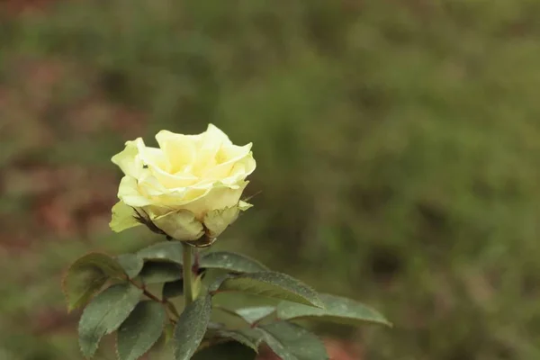 Rose i naturen — Stockfoto