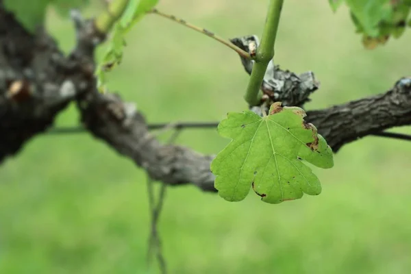 Druivenbladeren in de natuur — Stockfoto