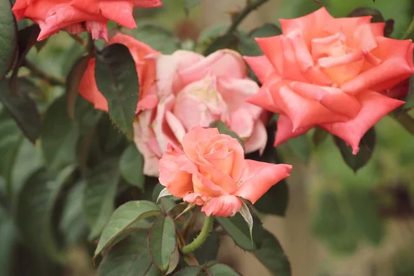 Rose i naturen — Stockfoto