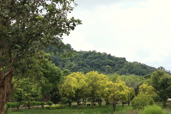 Árbol en el tropical — Foto de Stock