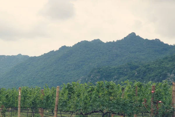 Fresh grapes in vineyard — Stock Photo, Image