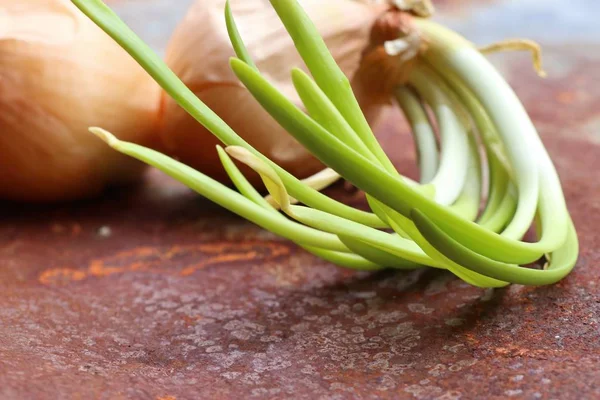 Plantgoed scheuten van uien — Stockfoto