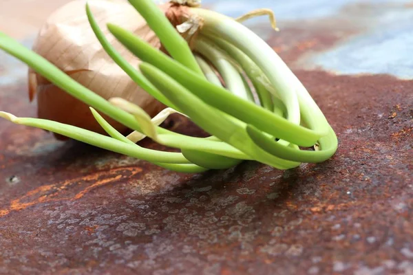 Sapling shoots of onions — Stock Photo, Image