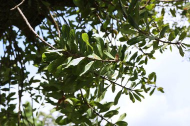 Tropik ağaç ve gökyüzü