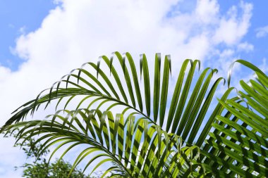 Plam ağaç ve gökyüzü              