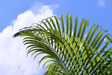 Plam ağaç ve gökyüzü              