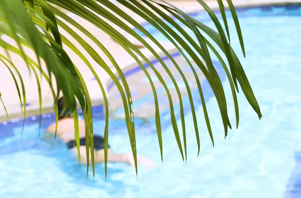 Hojas de palma y piscina — Foto de Stock