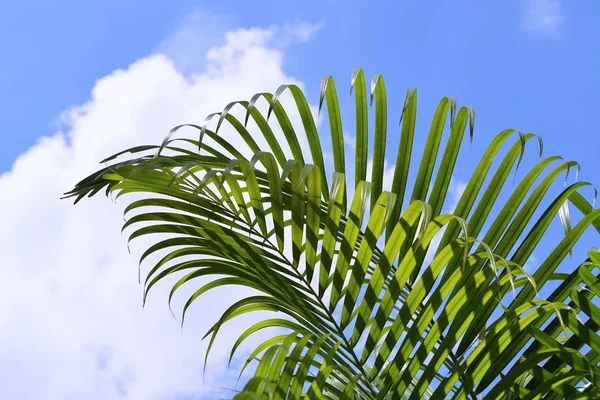 Plam ağaç ve gökyüzü              