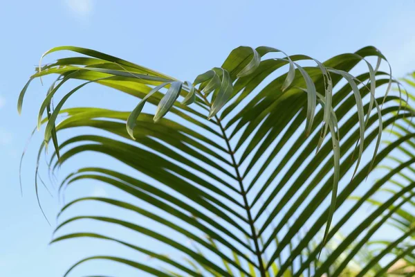 Plam ağaç ve gökyüzü              