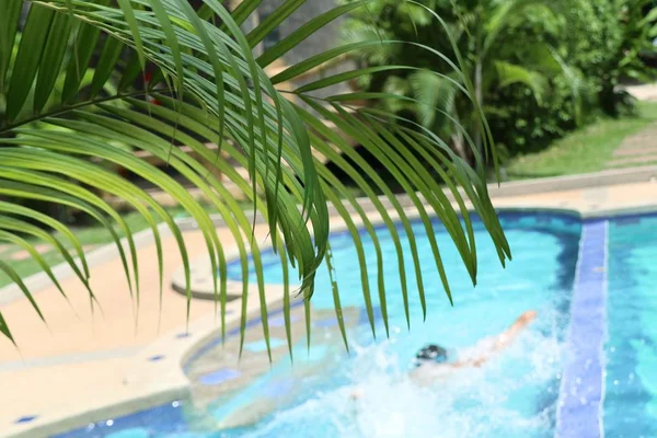 Palmblätter und Pool — Stockfoto
